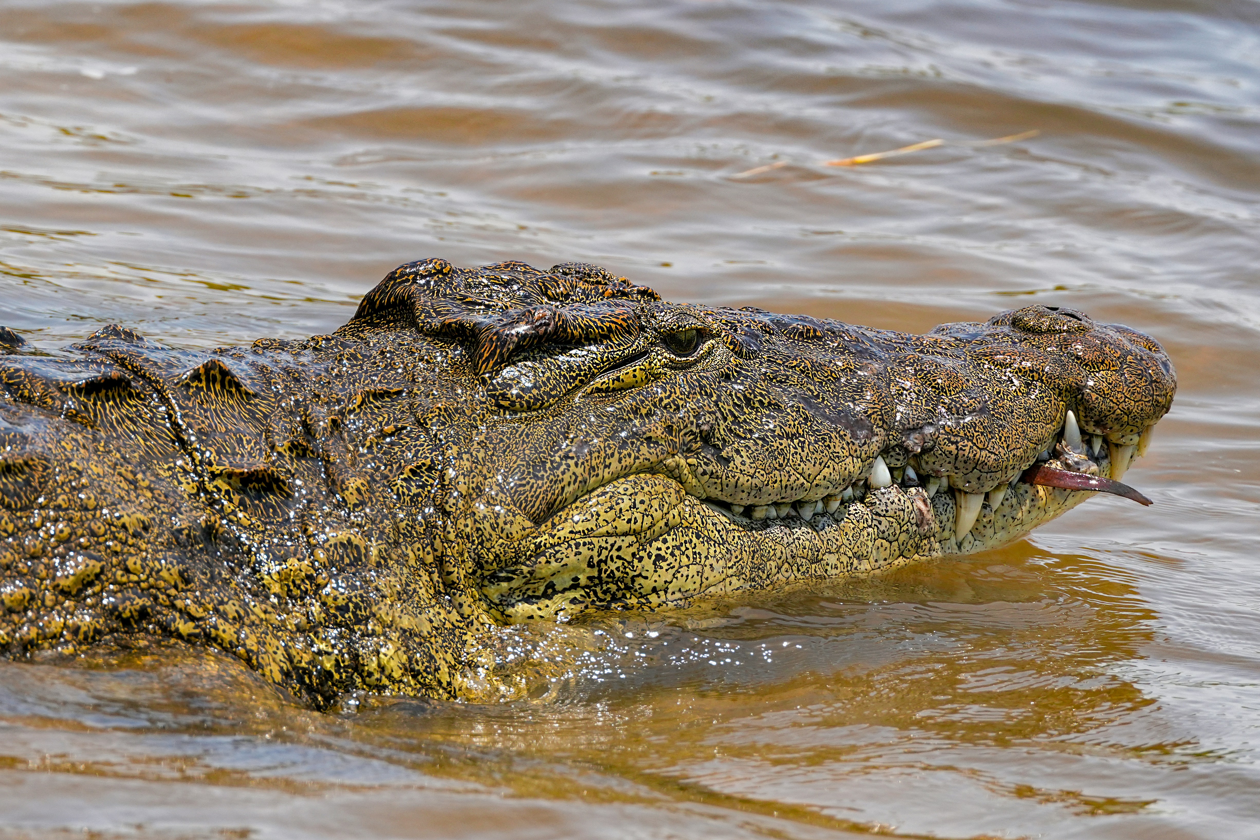 Chobe National Park