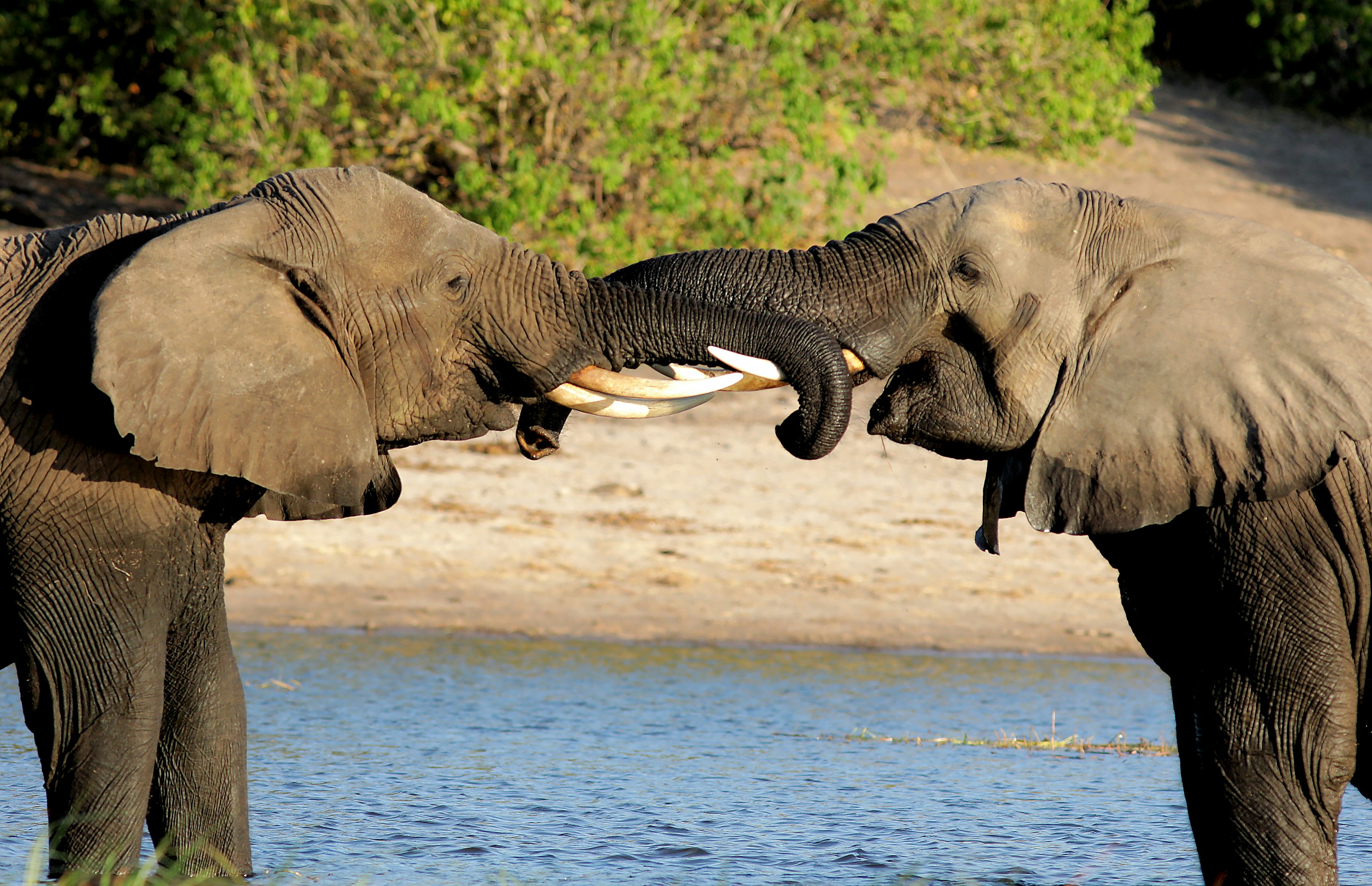 African Elephant