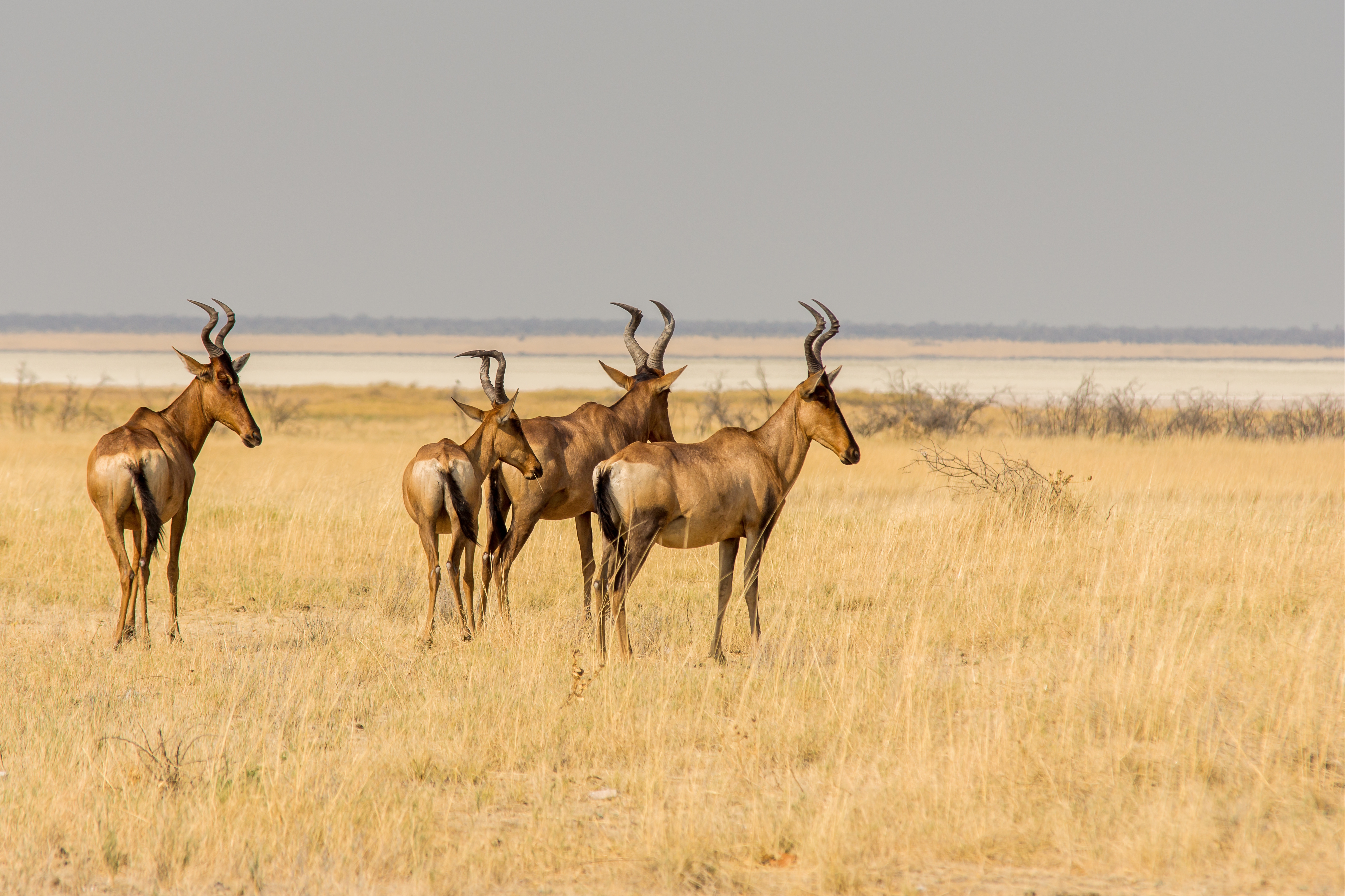 Wildlife in Botswana