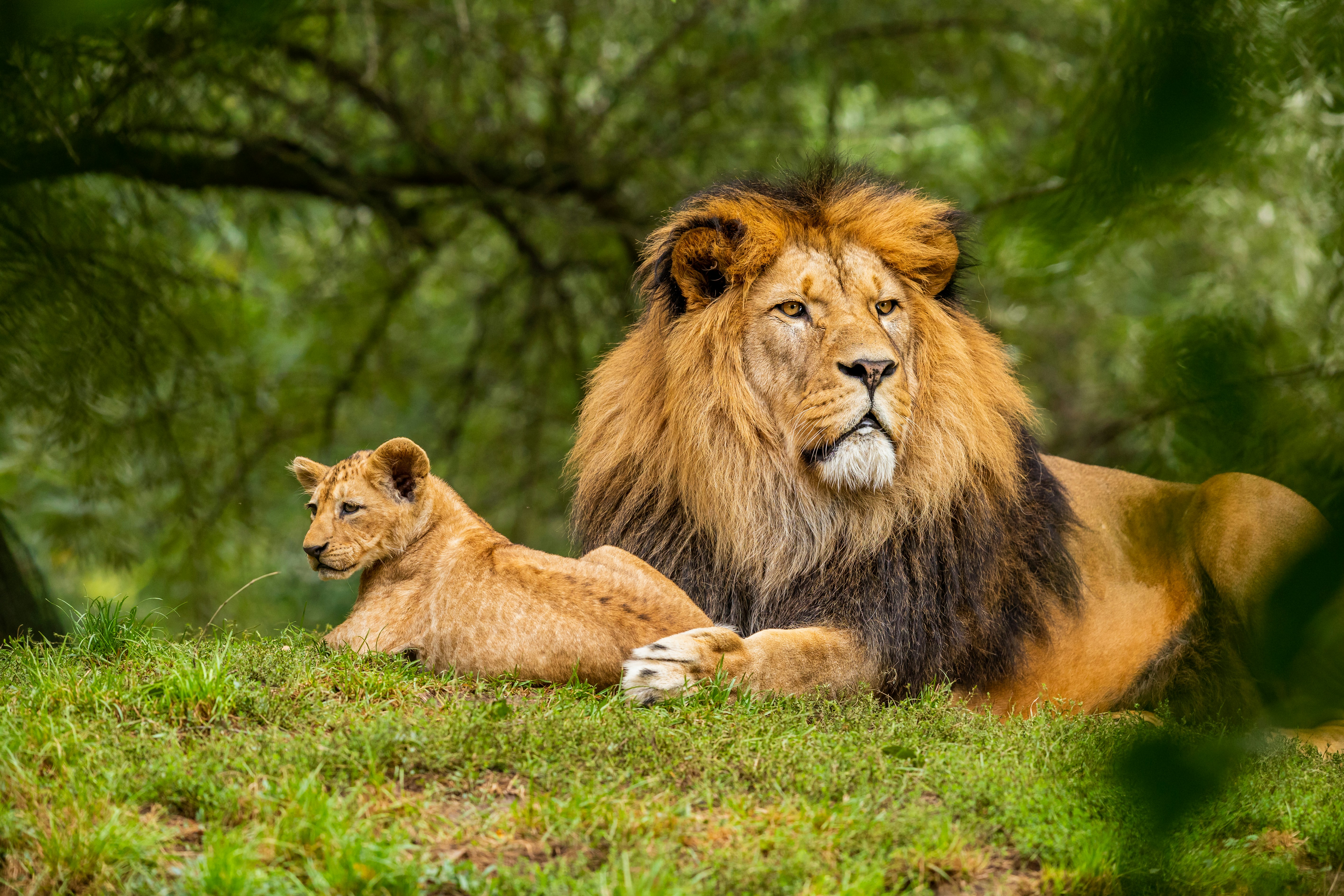 Lion Pride